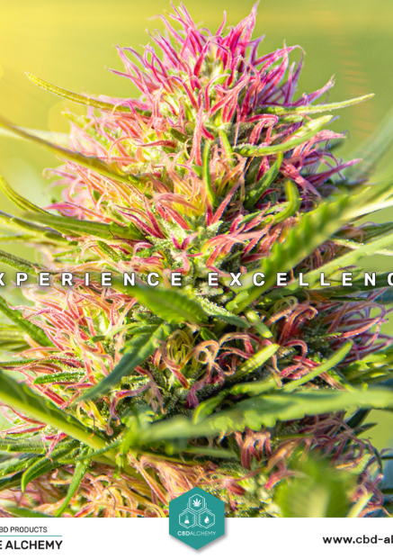 CBD Alchemy: catálogo y promos
