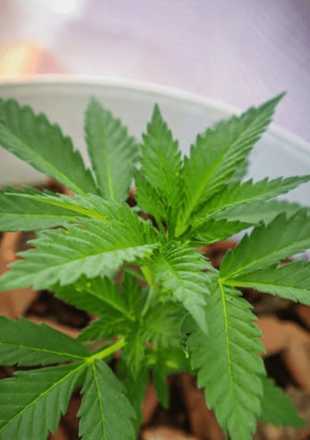 Aceite CBD para mascotas (De Pata Verde)