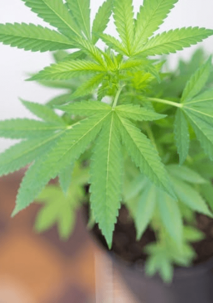 Amnesia Haze CBD (De Pata Verde)